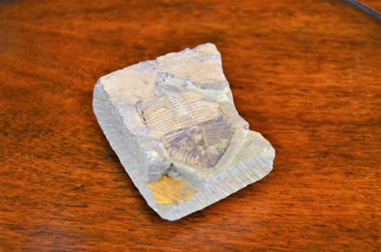 Fossil