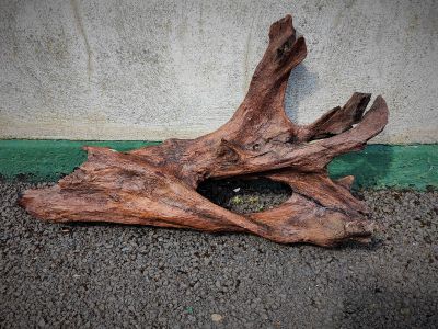 Old drift wood