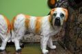 Pair of Victorian Staffordshire dogs Thumbnail 2