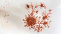 19th century chinese plate Thumbnail 2