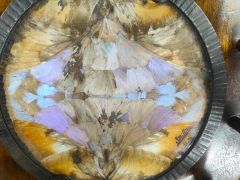 Bronze framed butterfly picture, signed Thumbnail 2