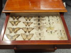 Antique specimen cabinet Thumbnail 3