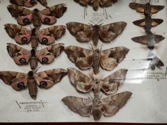 Antique specimen cabinet Thumbnail 4